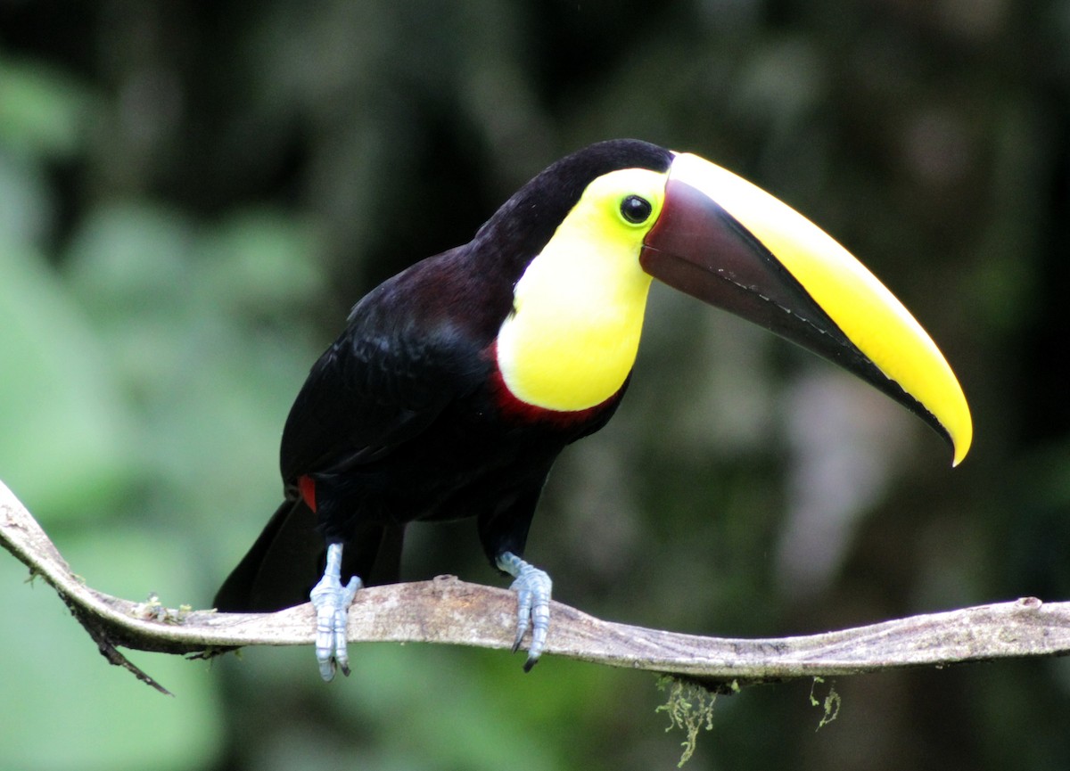 tukan žlutohrdlý - ML646202351