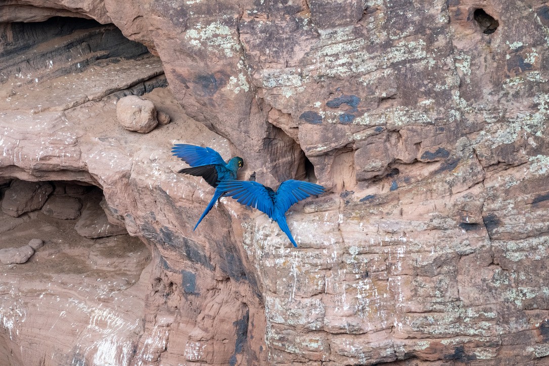 Indigo Macaw - ML646202357