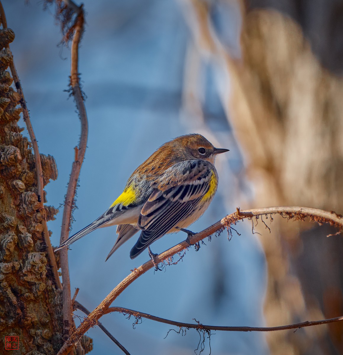 Yellow-rumped Warbler - ML646202358