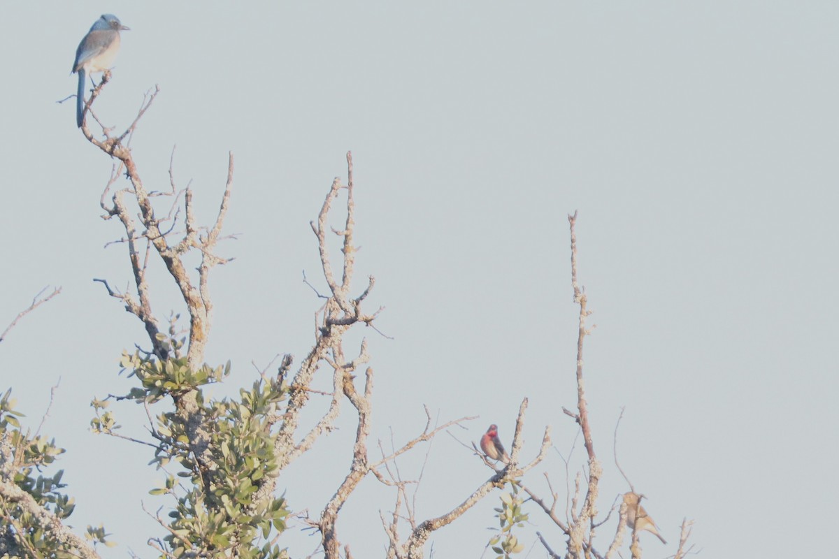 House Finch - ML646202359