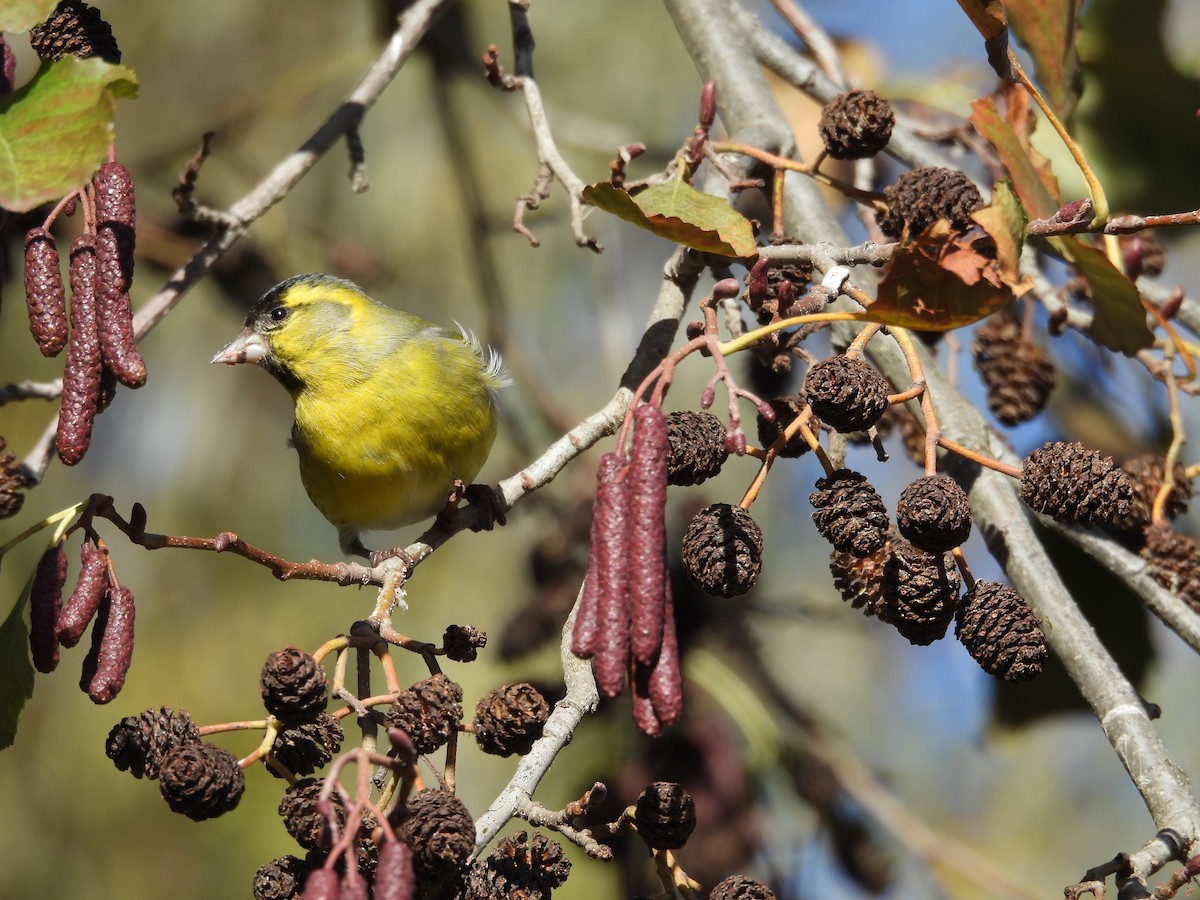 Eurasian Siskin - ML646202364