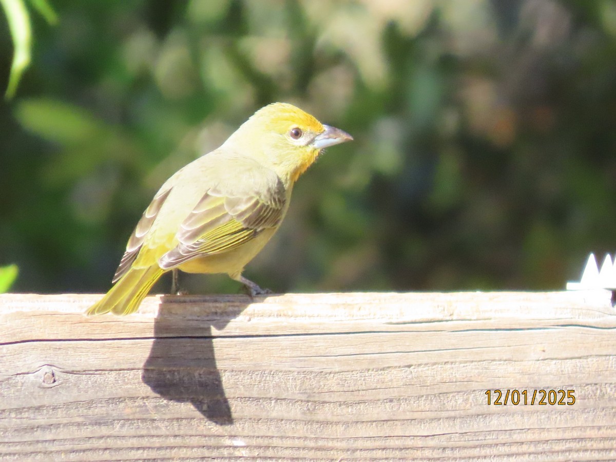 Hepatic Tanager - ML646202366