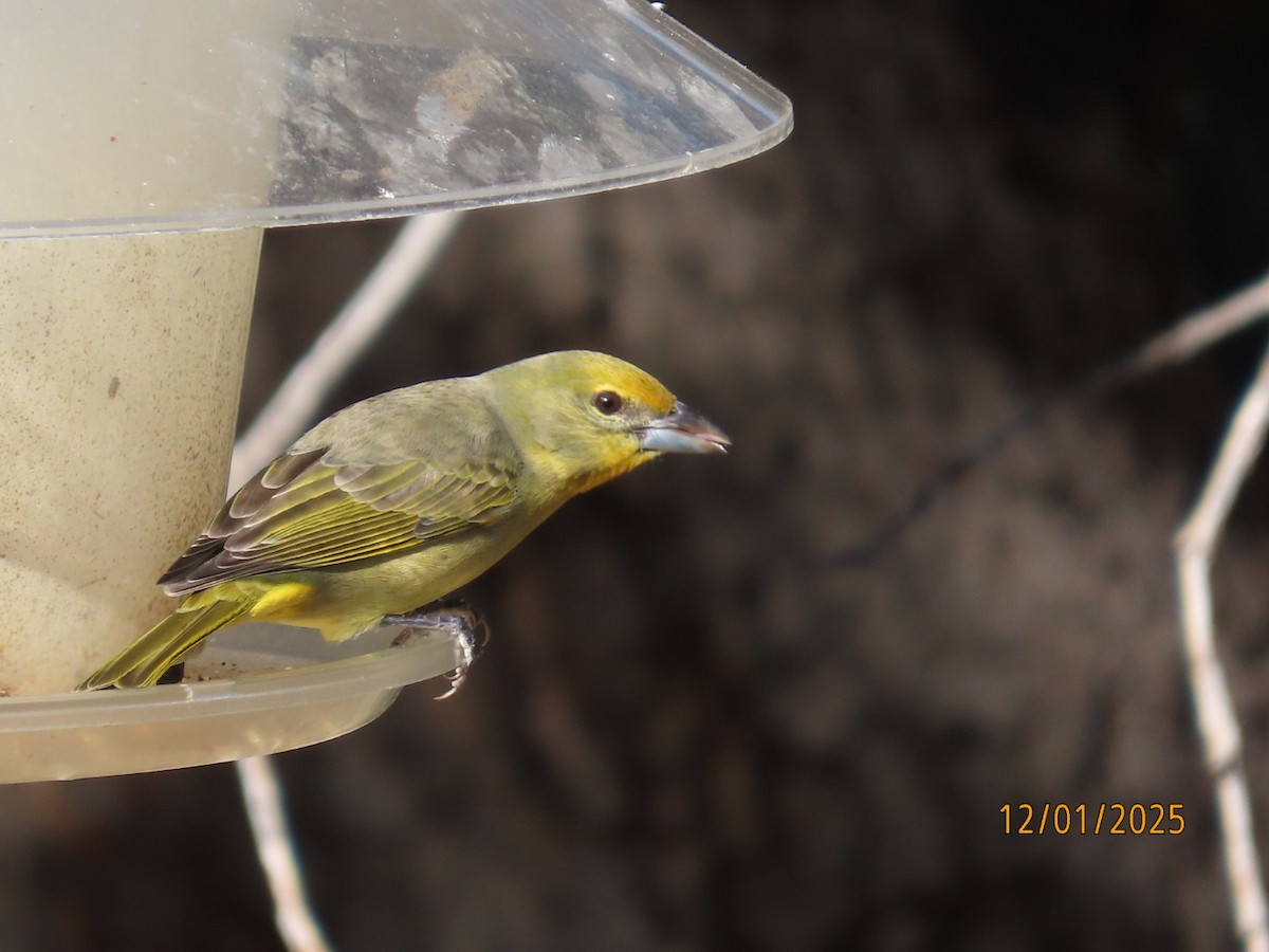 Hepatic Tanager - ML646202367