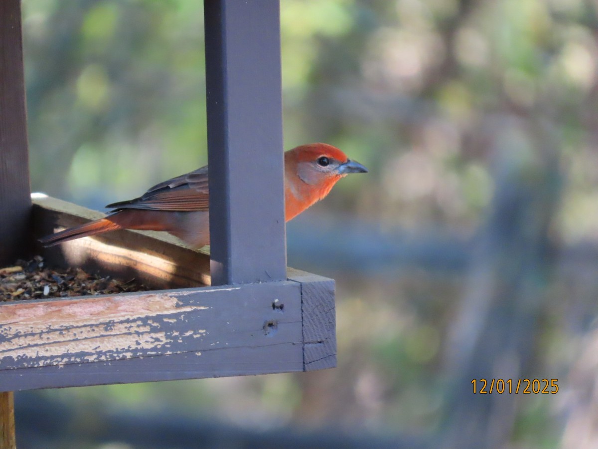 Hepatic Tanager - ML646202368