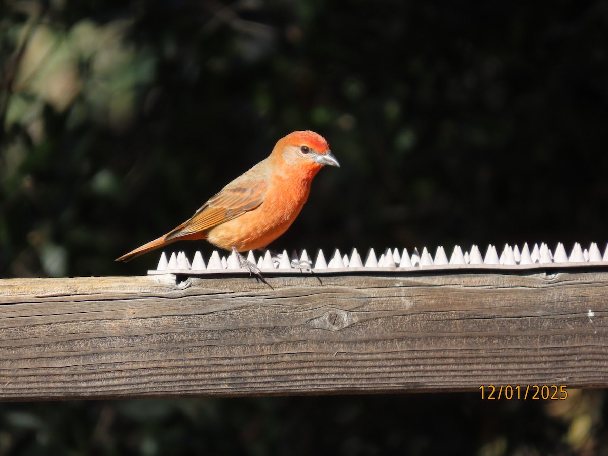 Hepatic Tanager - ML646202369