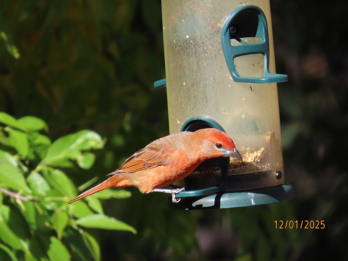 Hepatic Tanager - ML646202370