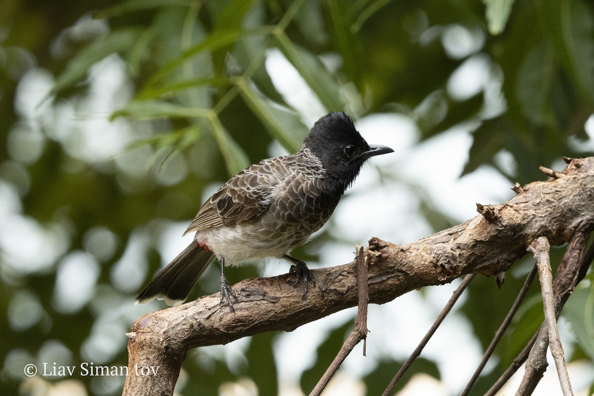Red-vented Bulbul - ML646202372