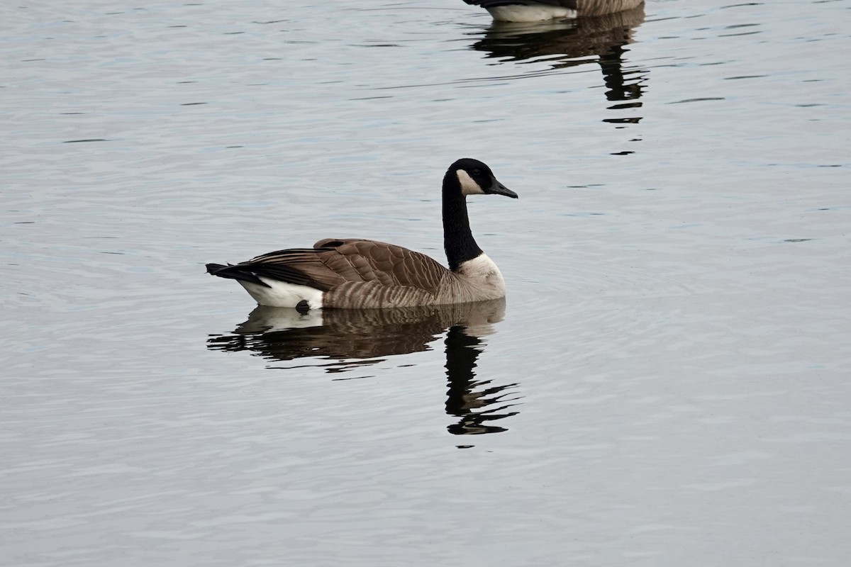 Canada Goose - ML646202374