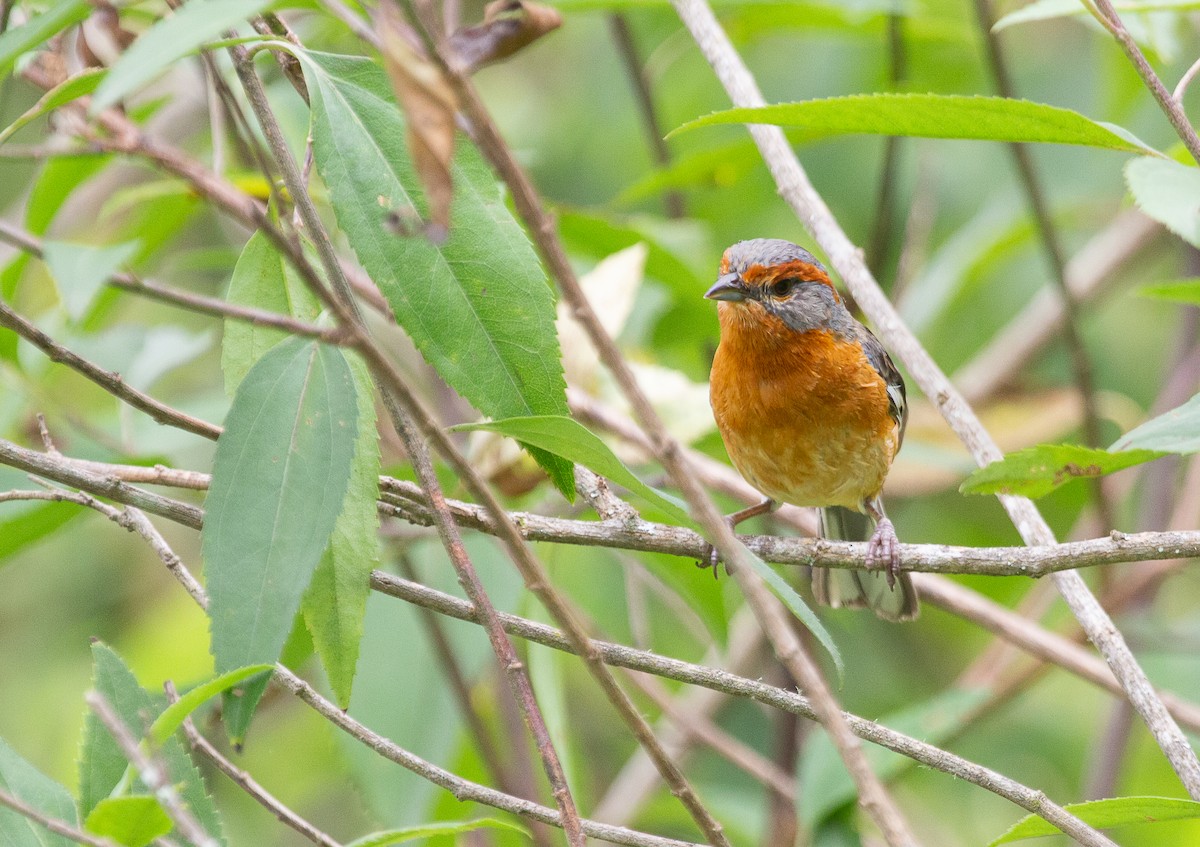 Rusty-browed Warbling Finch - ML646202375