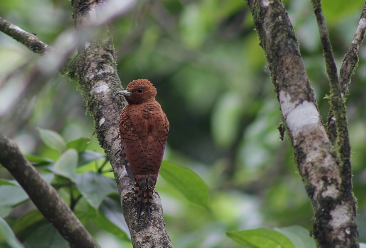 datel skořicový - ML646202382