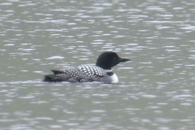 Common Loon - ML646202384