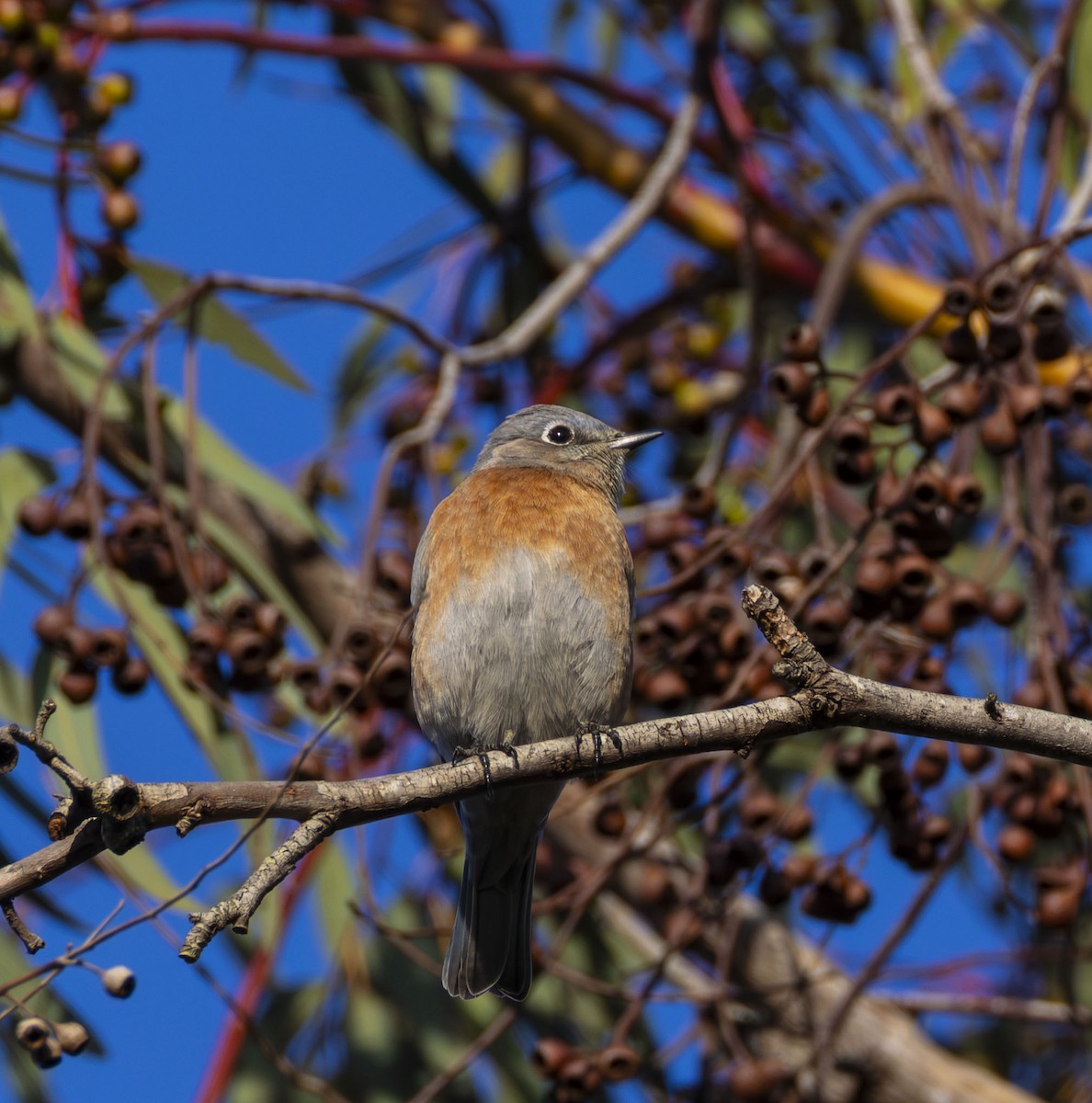 salašník západní - ML646202391
