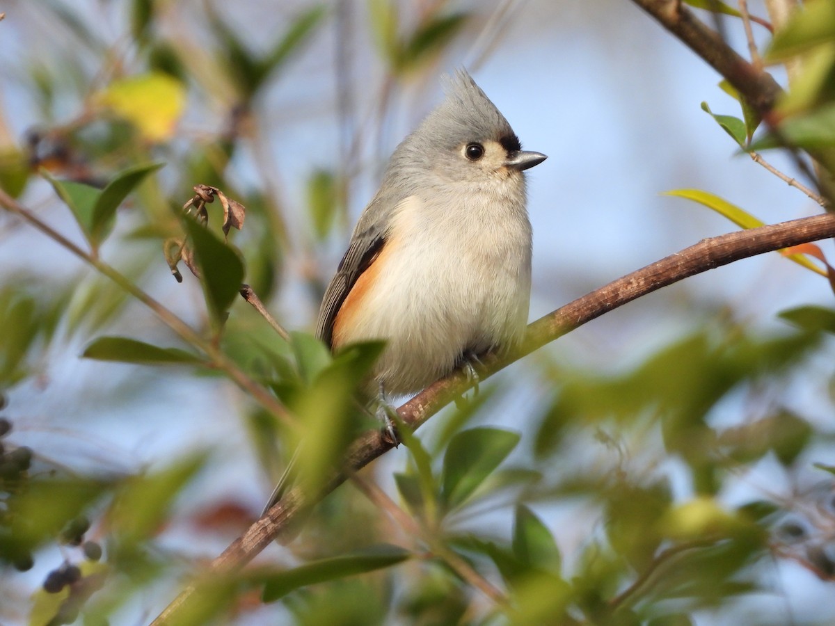 Herrerillo Bicolor - ML646202398
