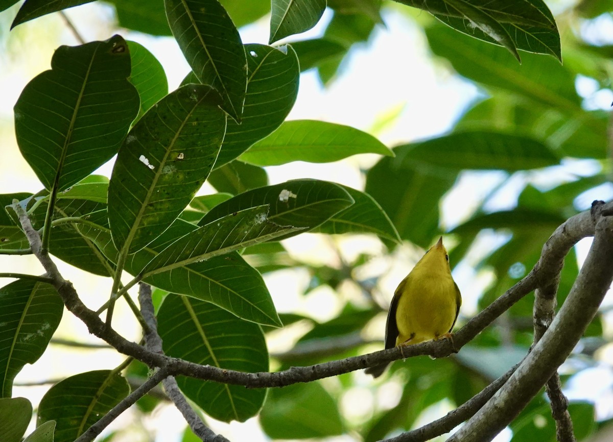 Takkeli Ötleğen - ML646202399