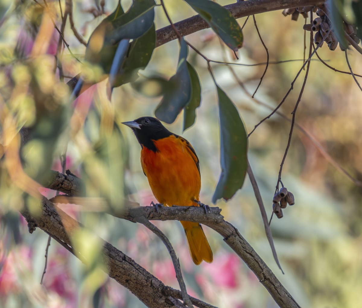 trupiál baltimorský - ML646202401