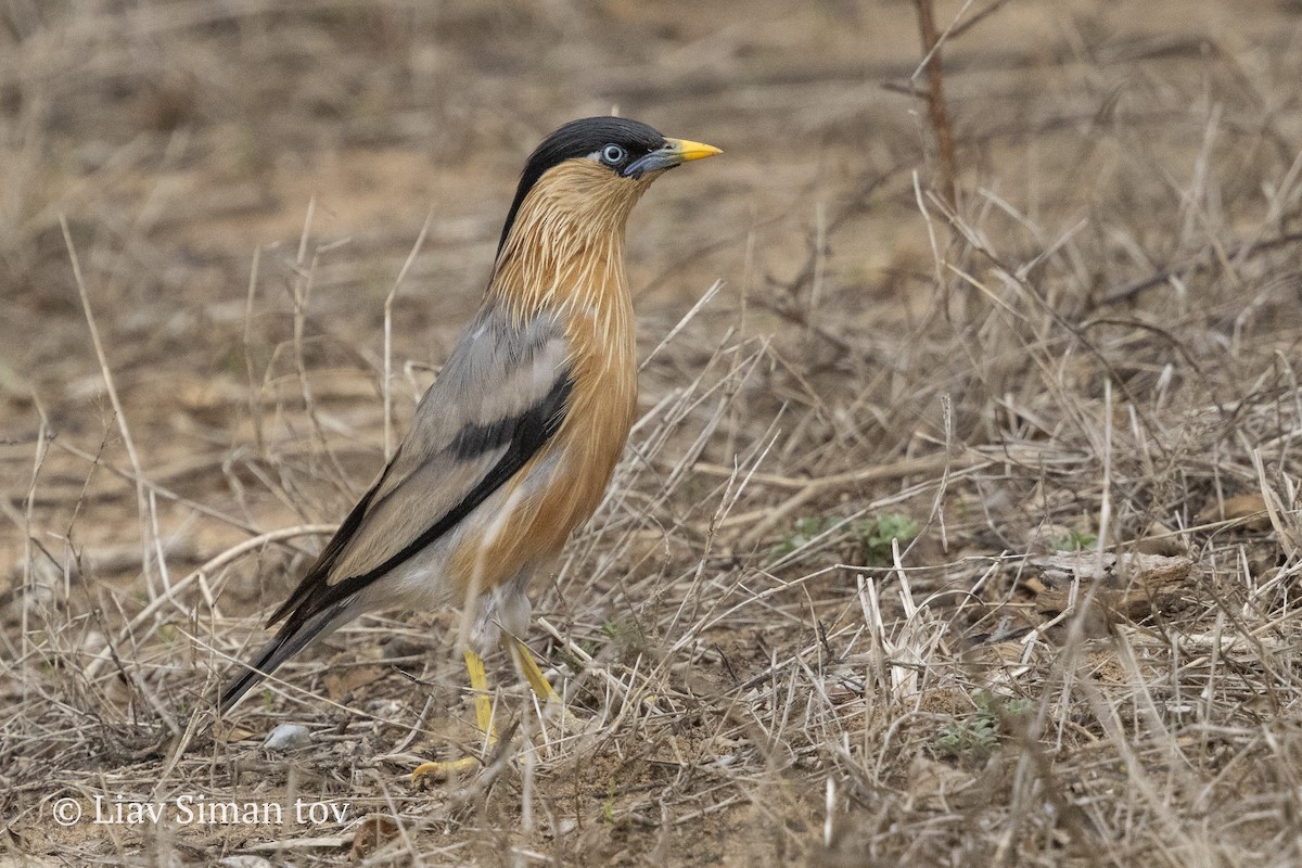Brahminy Starling - ML646202405