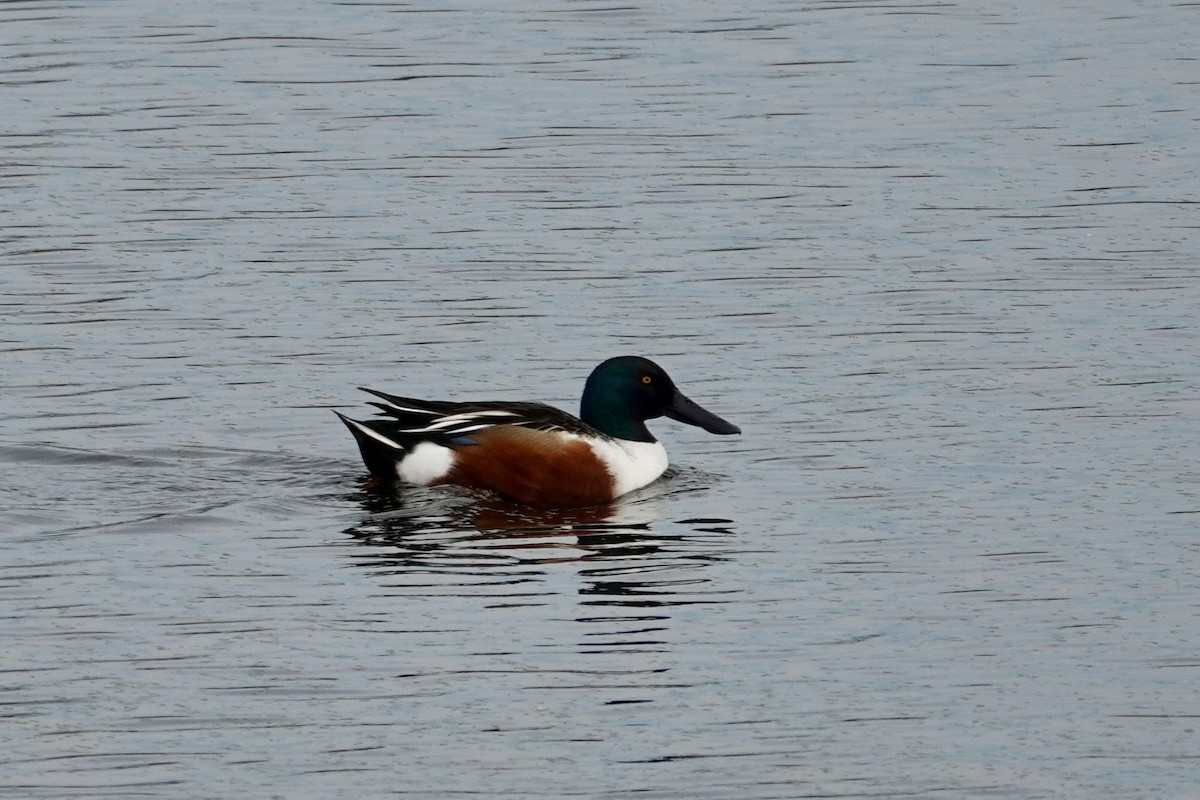 Northern Shoveler - ML646202411
