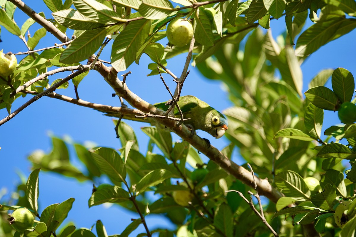 Orange-fronted Parakeet - ML646202413
