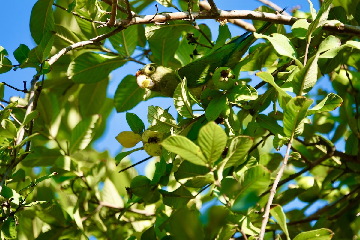 Orange-fronted Parakeet - ML646202414