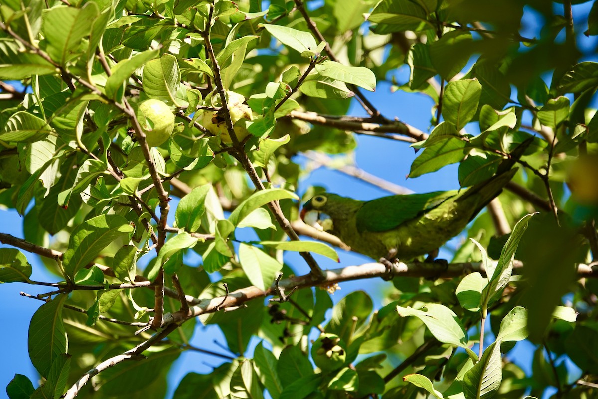 Orange-fronted Parakeet - ML646202415