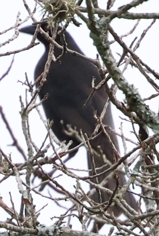 Giant Cowbird - ML646202419