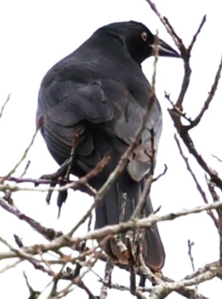 Giant Cowbird - ML646202420