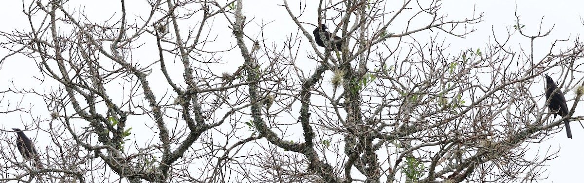 Giant Cowbird - ML646202421