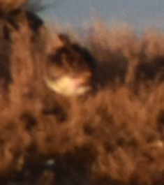 חרטומית ביצות - ML646202423