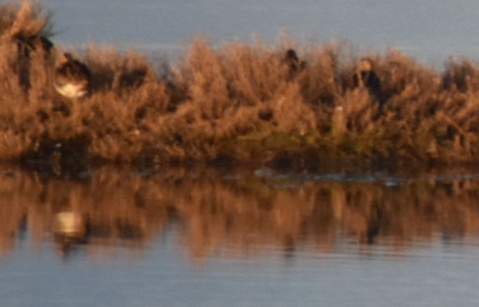 חרטומית ביצות - ML646202425