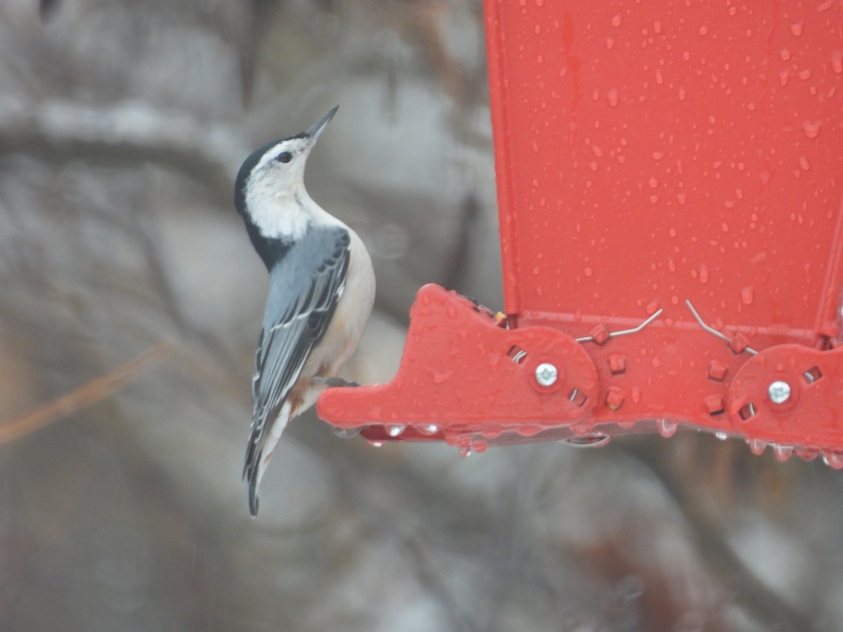 White-breasted Nuthatch - ML646202429