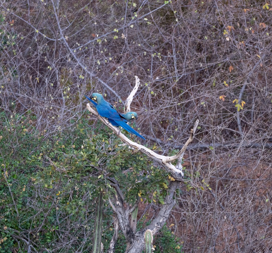 Indigo Macaw - ML646202434