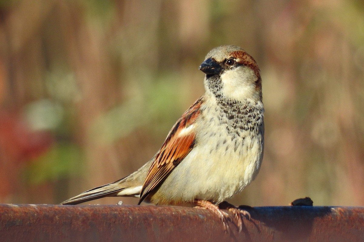 House Sparrow - ML646202435
