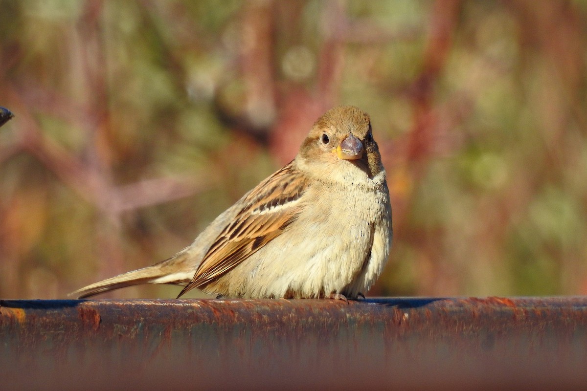 House Sparrow - ML646202436