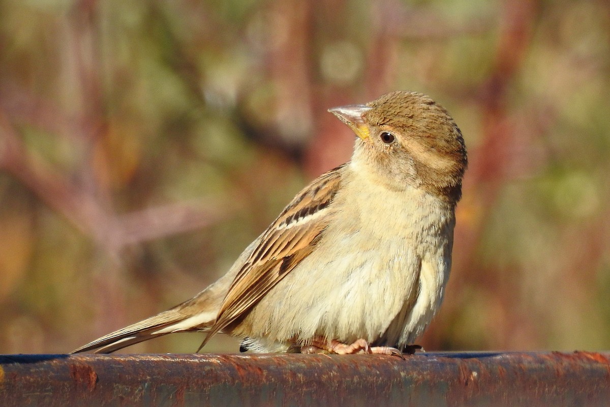 House Sparrow - ML646202437
