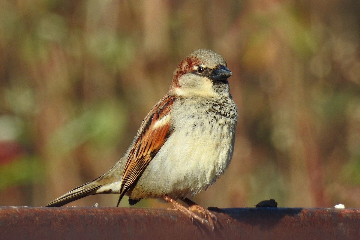 House Sparrow - ML646202438
