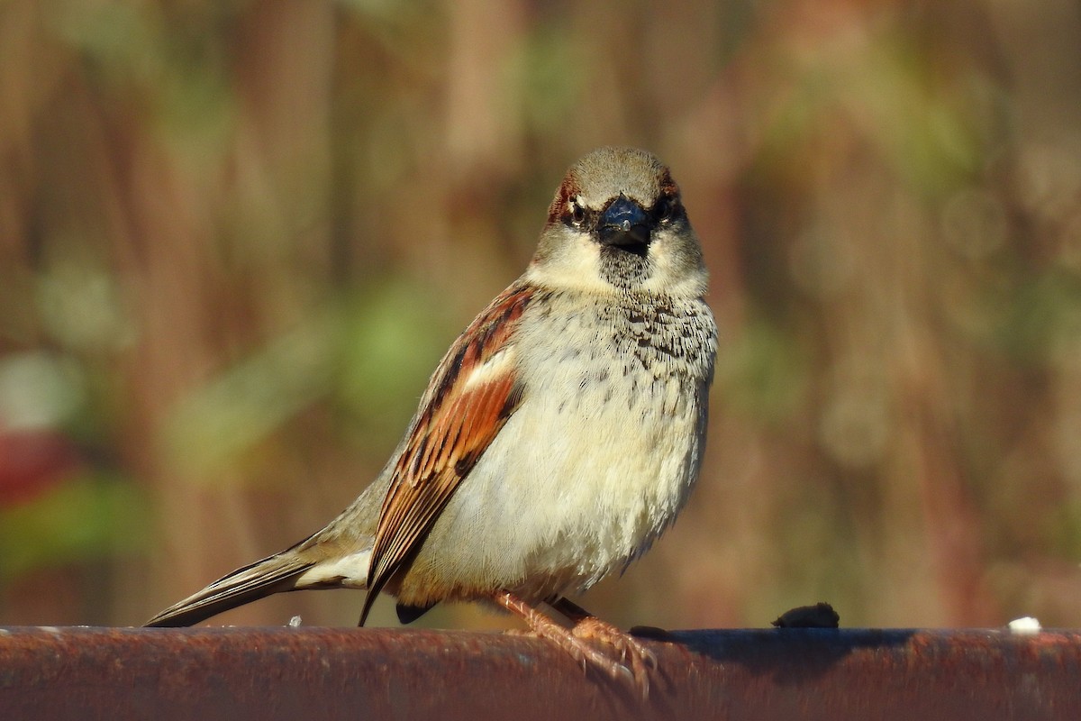 House Sparrow - ML646202439