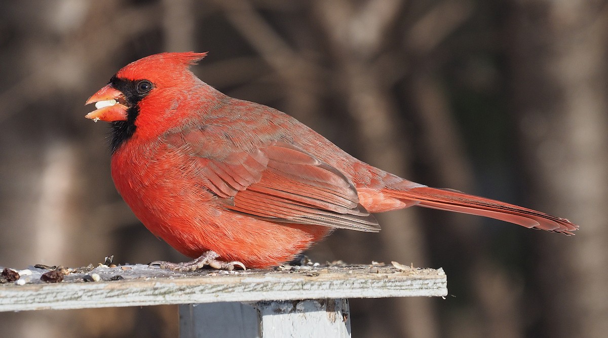 Northern Cardinal - ML646202440