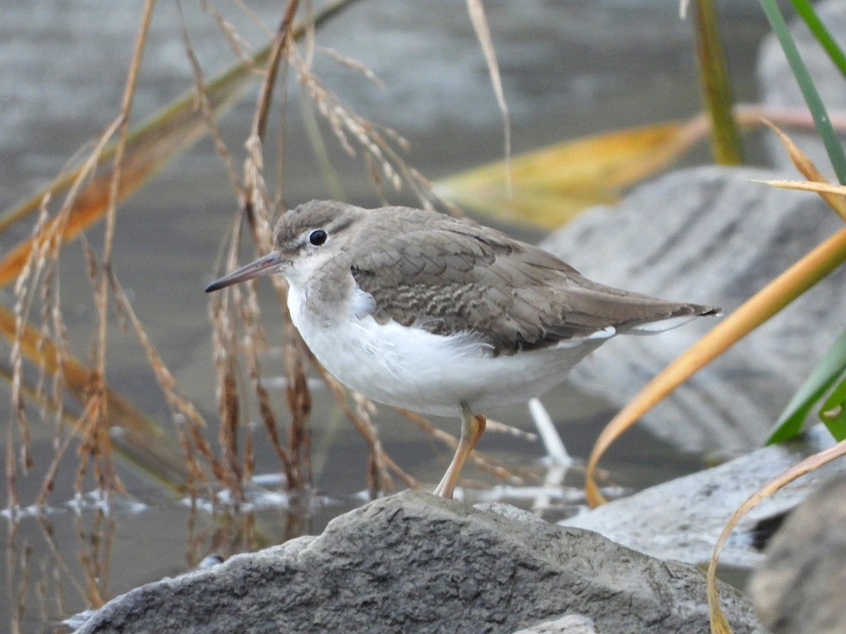 Spotted Sandpiper - ML646202441