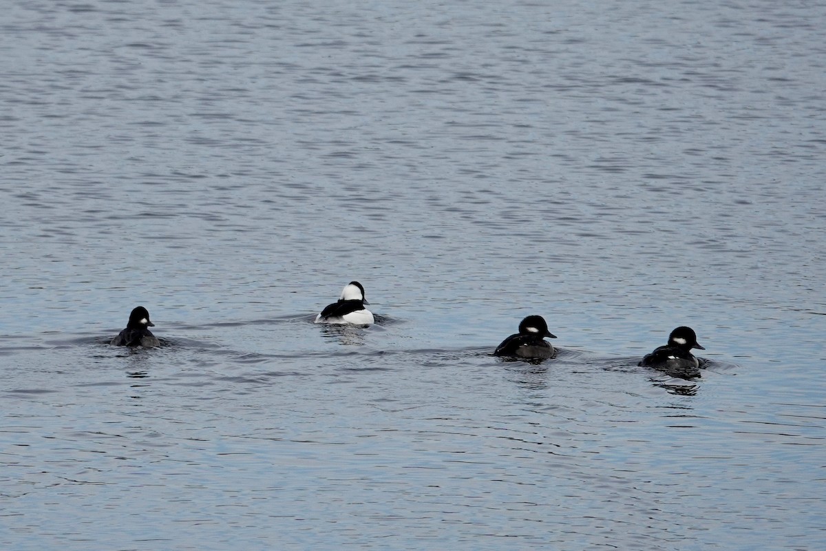 Bufflehead - ML646202442