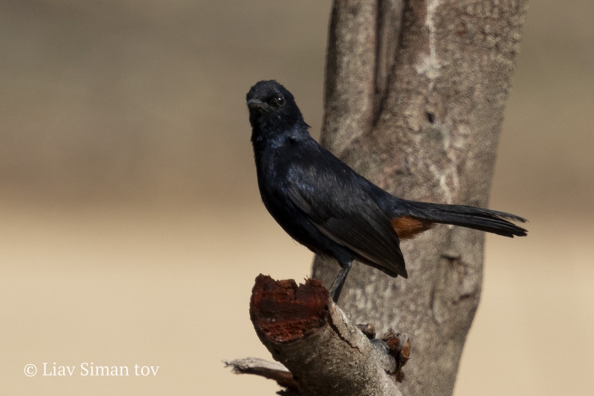 Indian Robin - ML646202443