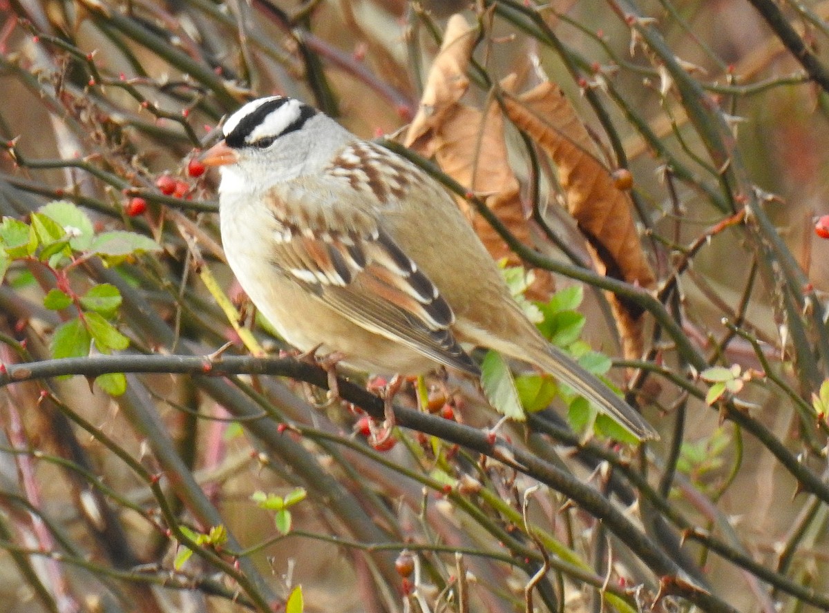 Bruant à couronne blanche - ML646202445