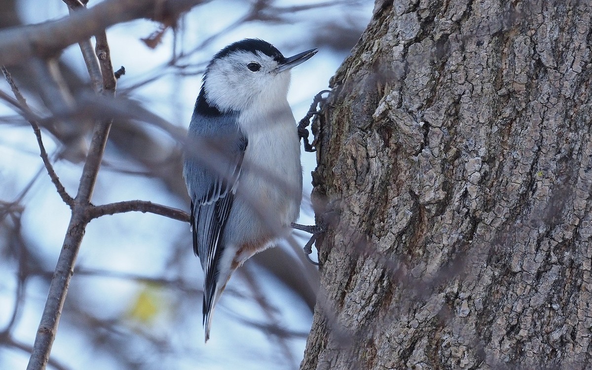White-breasted Nuthatch - ML646202447
