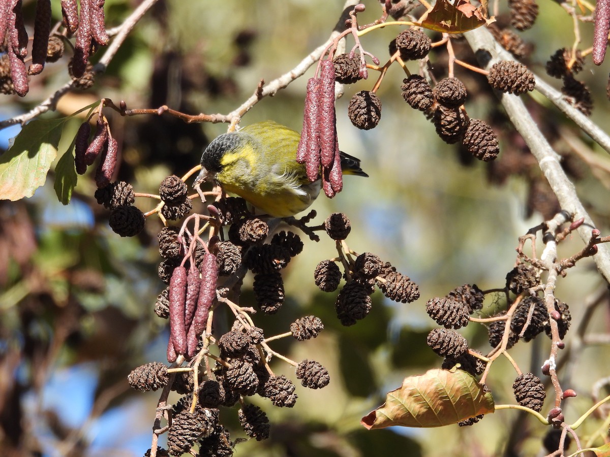 Eurasian Siskin - ML646202448