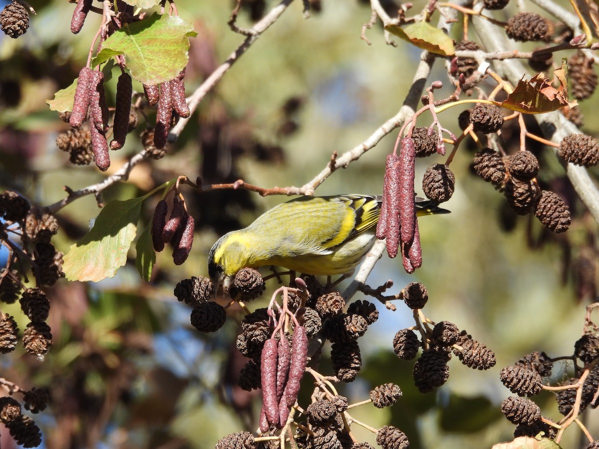 Eurasian Siskin - ML646202449
