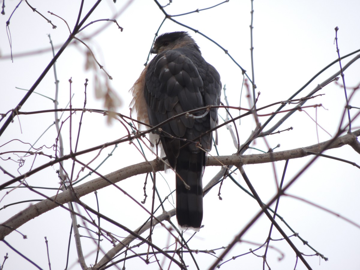 Cooper's Hawk - ML646202450