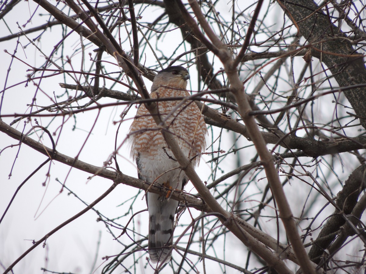 Cooper's Hawk - ML646202451