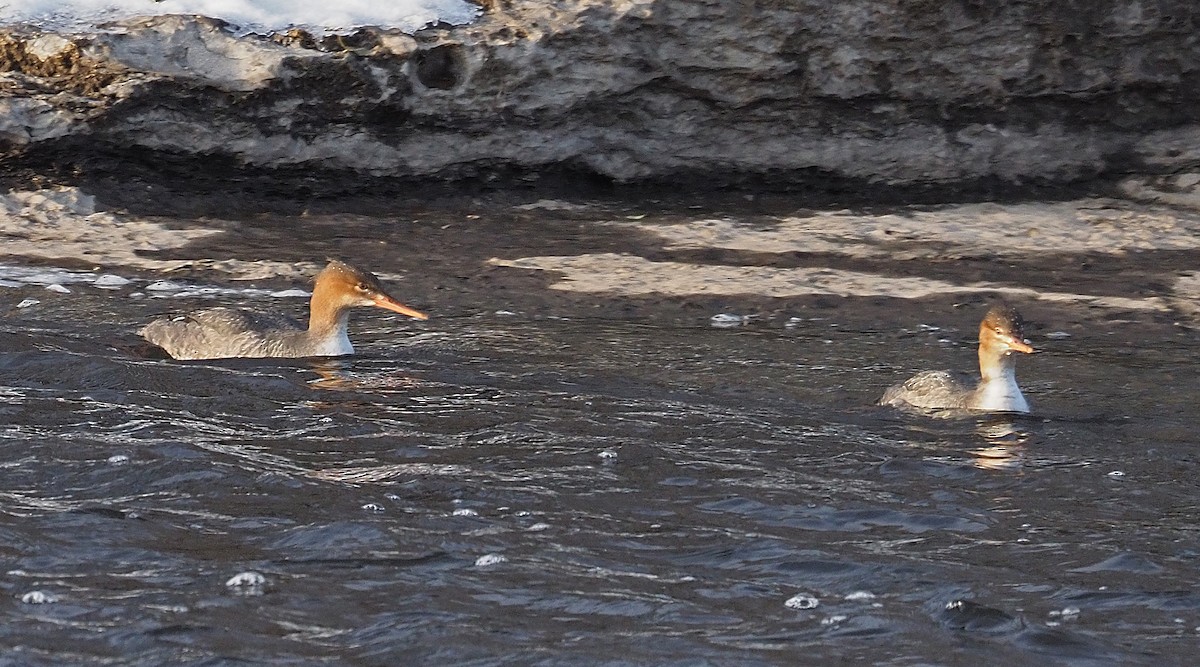 Red-breasted Merganser - ML646202453