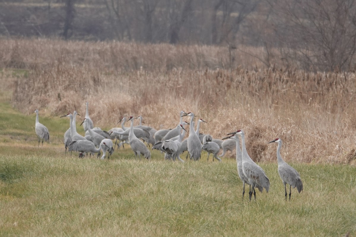 Sandhill Crane - ML646202462