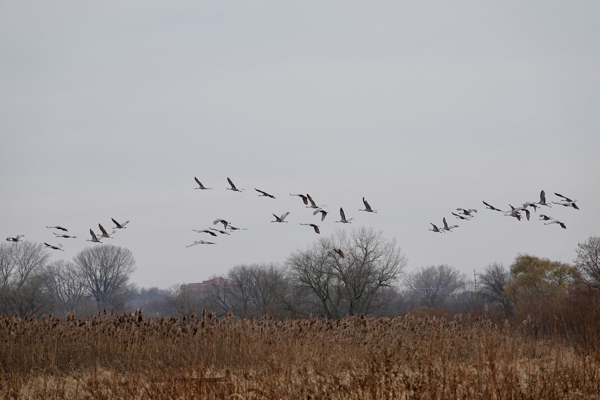 Sandhill Crane - ML646202463