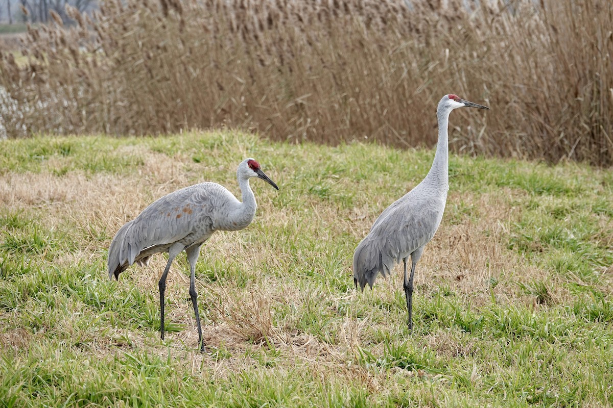 Sandhill Crane - ML646202464